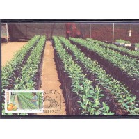 CISKEI  - MÁXIMOS POSTAIS - 1988 - PLANTAÇÃO DE FRUTAS