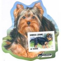 SERRA LEOA - 2018 - YORKSHIRE TERRIER - BLOCO LINDÍSSIMO!!!