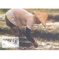 ONU NEW YORK - 1984 - MÁXIMOS POSTAL - DIA MUNDIAL DA ALIMENTAÇÃO: 40c CULTURA DO ARROZ - SOBRE POSTAL REFERENTE AO ASSUNTO DO SELO - Y 0410/411