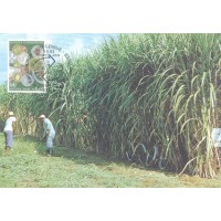 ONU GENEVE - 1983 - COMÉRCIO E DESENVOLVIMENTO 80c MOEDAS E ENGRENAGENS SOBRE POSTAL ALUSIVO AO ASSUNTO - PLANTAÇÃO DE CANA DE AÇÚCAR NO BRASIL - Y 115