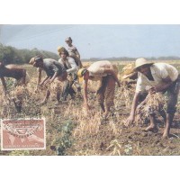 ONU VIENA - 1983 - MÁXIMO POSTAL - PROGRAMA DE ALIMENTAÇÃO MUNDIAL - SÉRIE 2 SELOS SOBRE 2 POSTAIS ALUSIVOS - Y 032/33 