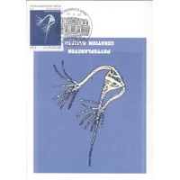 MÔNACO - 1992 - CERATIUM RANIPES - MÁXIMOS POSTAIS