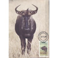 AFRICA DO SUL  - MÁXIMOS POSTAIS - 1984 - FAUNA GERAL 