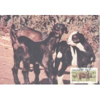 TRANSKEI - MÁXIMOS POSTAIS - FAUNA GERAL - 1987