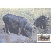 TRANSKEI - MÁXIMOS POSTAIS -1987 - FAUNA GERAL 