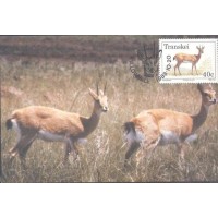 TRANSKEI - MÁXIMOS POSTAIS - 1988 - FAUNA GERAL 